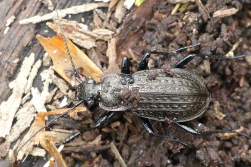 Carabus granulatus